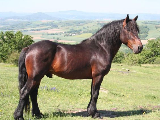 Auvergne Horse